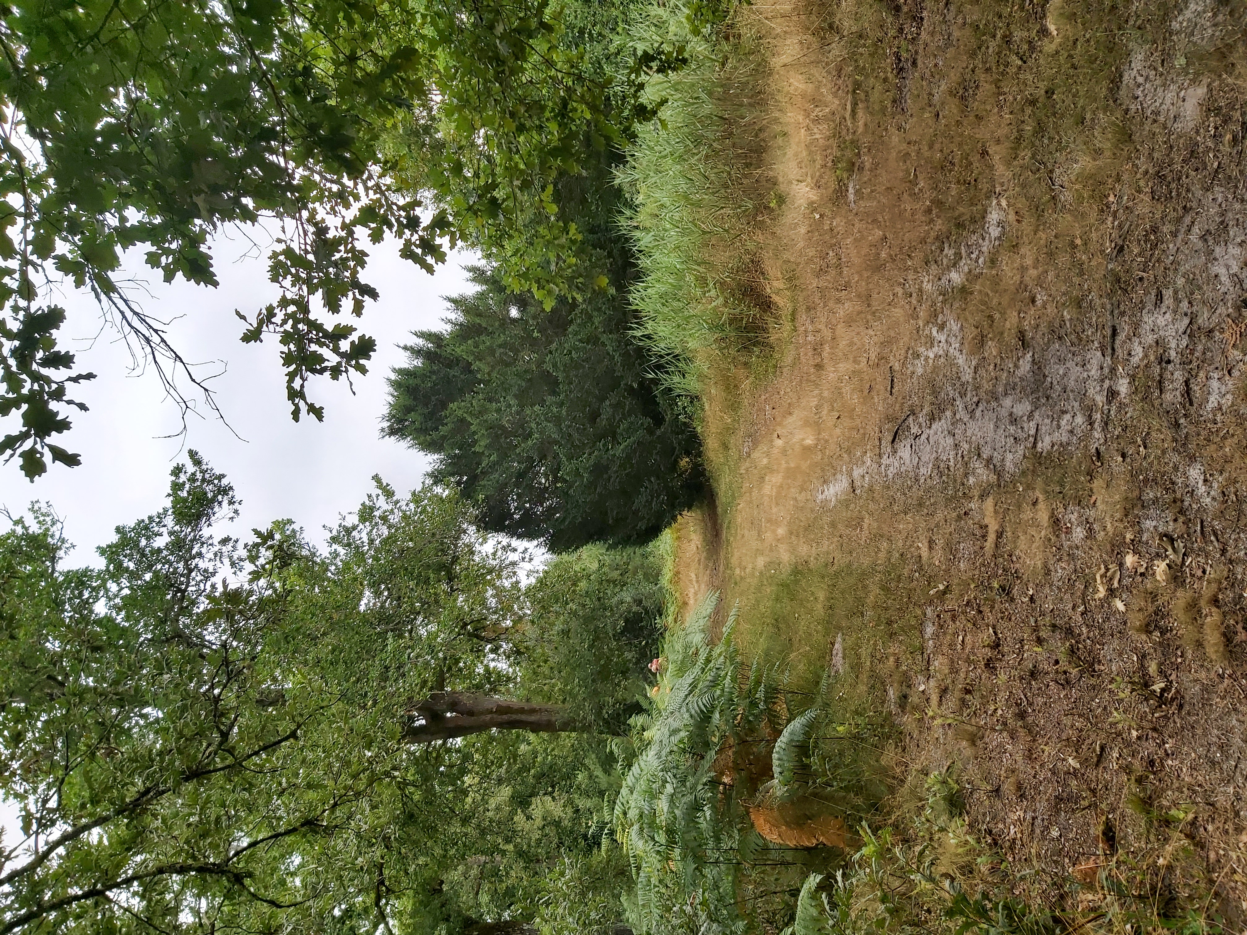 Balades à roulettes - Chalet François Mauriac - Saint-Symphorien