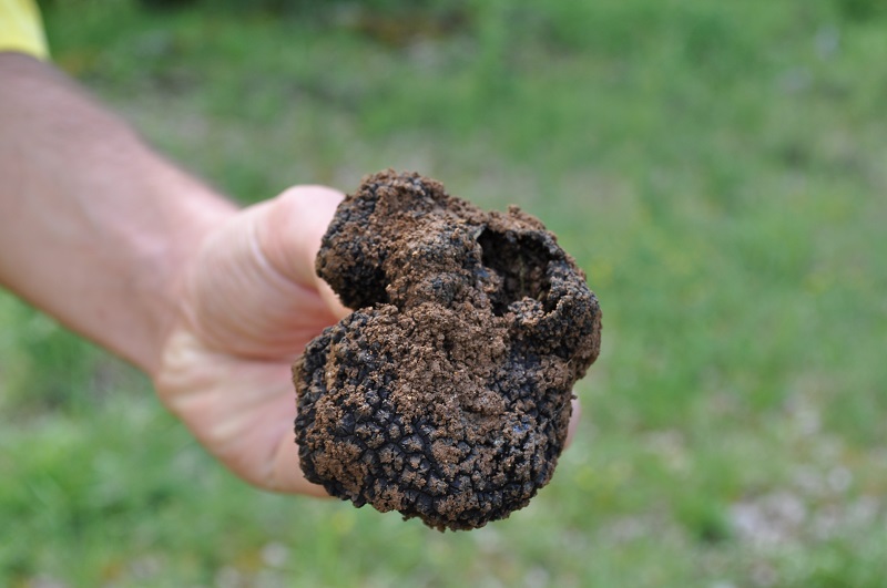 truffeS