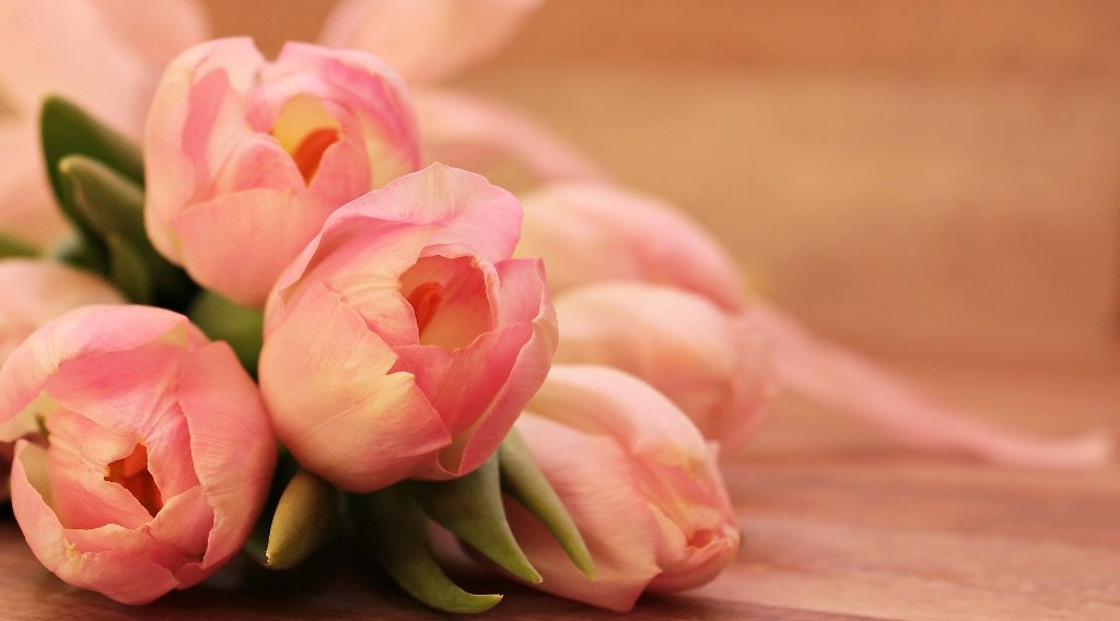 Evénement caritatif: tulipes contre cancer