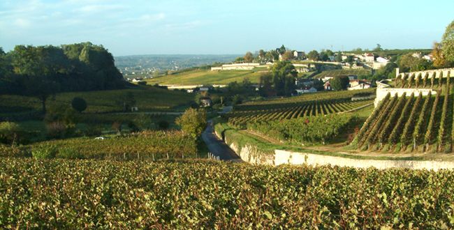Circuito ciclistico: la strada del vino di famiglia