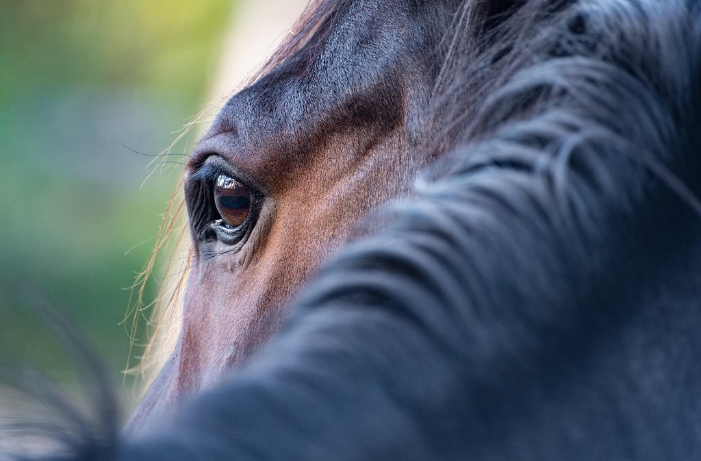 Grand Régional de Tourisme Equestre