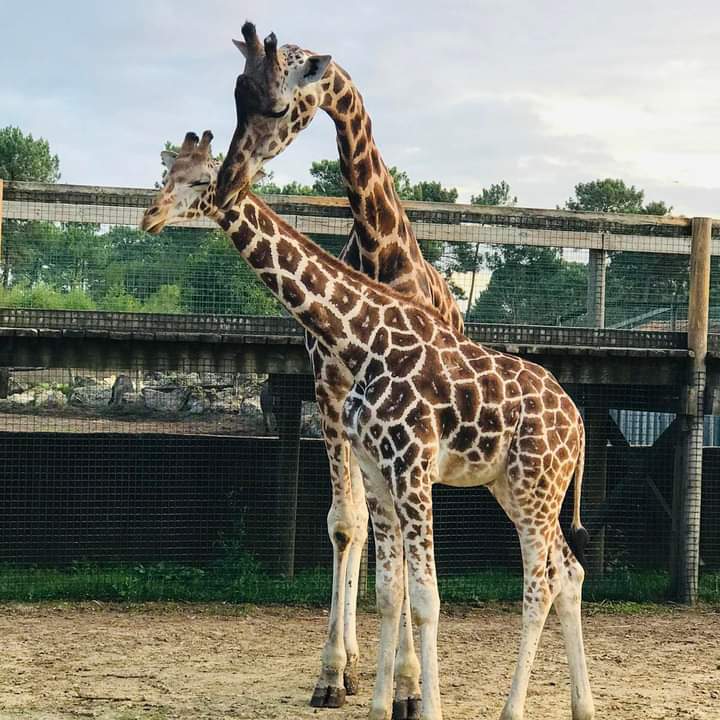 Zoo du Bassin d&rsquo;Arcachon